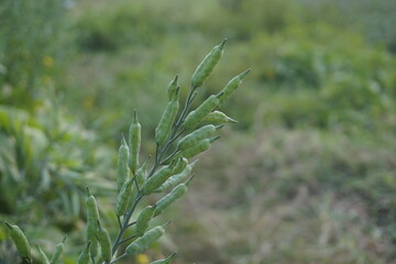Closeup shot of a bunch of mustard seeds in a field, Mustard seeds being cultivated on a rural farm for mustard oil, A bunch of  unripe green mustard seeds on the mustard field,