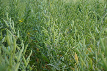 Obraz premium Closeup shot of a bunch of mustard seeds in a field, Mustard seeds being cultivated on a rural farm for mustard oil, A bunch of unripe green mustard seeds on the mustard field,
