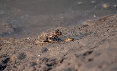 Frog