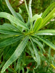 Obraz premium Water droplets on the leaves of the plant in the garden.