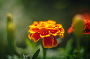 Marigold