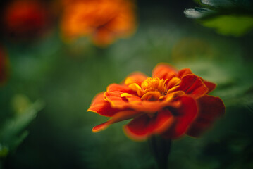 Marigold