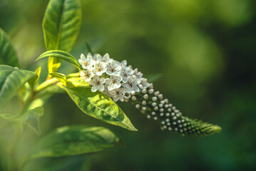 Garden flower