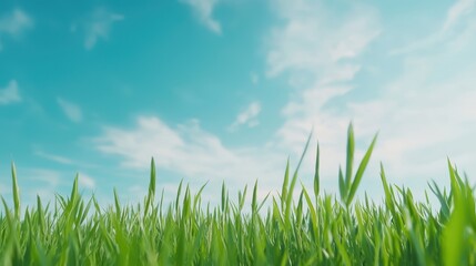 Obraz premium Lush Green Grass Under a Bright Blue Sky in Spring