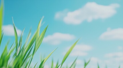 Lush Green Grass Under a Bright Blue Sky with Clouds