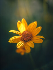 Garden flower