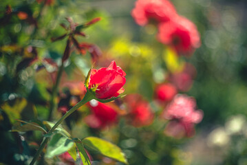 Rose