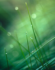 Morning nature in sunlight and dew