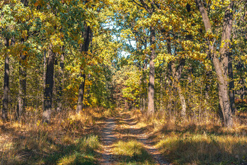 Autumn woods