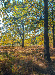 Autumn woods