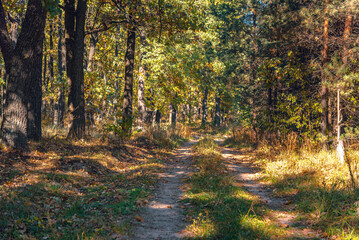 Obraz premium Autumn woods