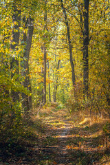 Autumn woods
