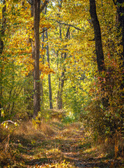 Autumn woods