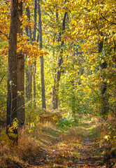 Autumn woods