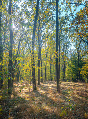 Obraz premium Autumn woods