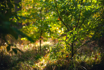 Autumn woods