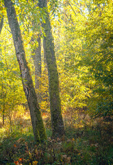 Autumn woods