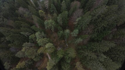 Little stream in the forest
