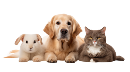 Adorable Golden Retriever Gray Cat and White Rabbit Posing 