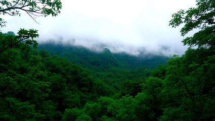 Fototapeta premium A view of a lush green valley with a backdrop of misty mountains