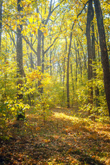 Obraz premium Autumn woods