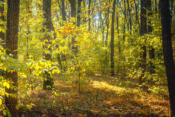 Obraz premium Autumn woods