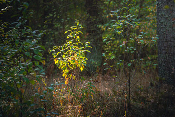 Autumn woods