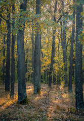 Autumn woods