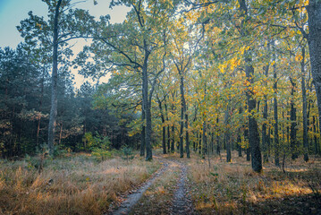 Fototapeta premium Autumn woods