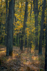 Autumn woods