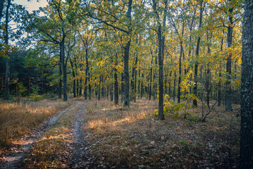 Autumn woods