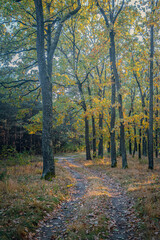 Autumn woods