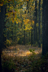 Autumn woods