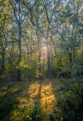 Autumn woods