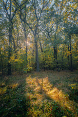 Autumn woods