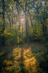 Autumn woods