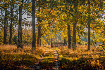 Fototapeta premium Autumn woods