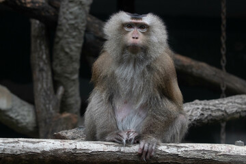 Wildlife Concept, vervet monkey (Chlorocebus pygerythrus)