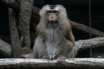 Wildlife Concept, vervet monkey (Chlorocebus pygerythrus)