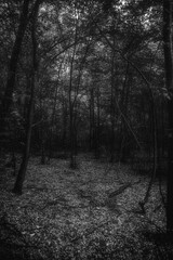 Fototapeta premium Autumn woods