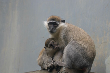 Wildlife Concept, vervet monkey (Chlorocebus pygerythrus)