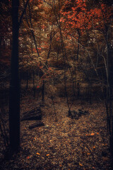 Autumn woods