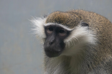 Wildlife Concept, vervet monkey (Chlorocebus pygerythrus)