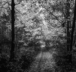 Autumn woods