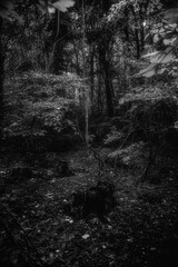 Autumn woods