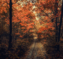Autumn woods