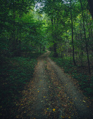 Fototapeta premium Autumn woods