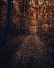 Autumn woods