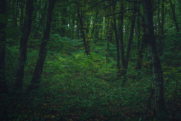 Autumn woods