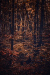 Autumn woods